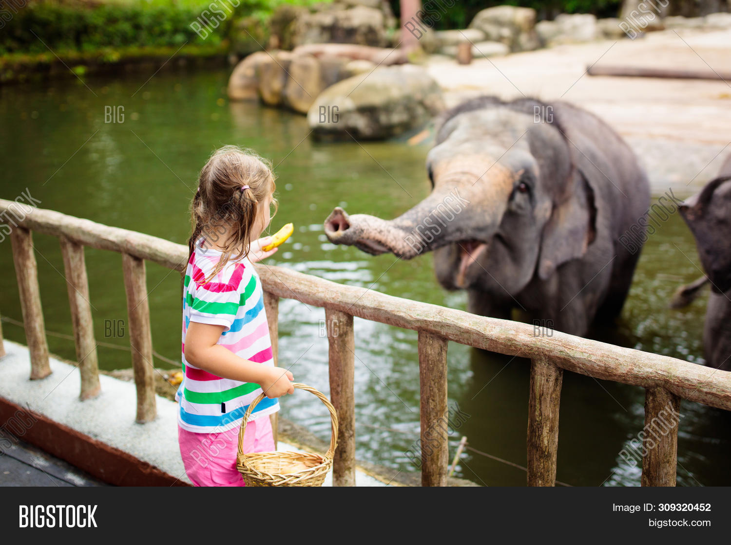 Animal Feeding